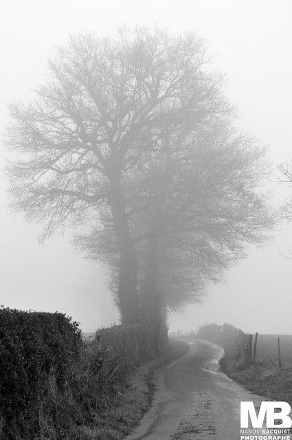 bel arbre